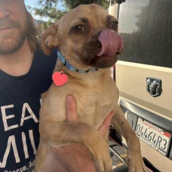 Terrier Dogs Available for Adoption in Richmond, California - LILY | PetCurious