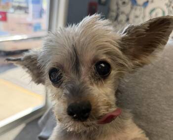 Gizmo -  Yorkshire Terrier Dog for Adoption in Hoffman Estates, Illinois - Gizmo | PetCurious