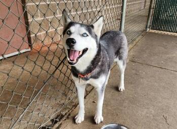 MONROE -  Siberian Husky Dog for Adoption in Springfield, Massachusetts - MONROE | PetCurious