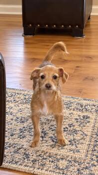 ANNA (Adorable, Funny, Playful, Loving--Patience & Love is What  -  Dachshund and Chihuahua Dog for Adoption in Houston, Texas - ANNA (Adorable, Funny, Playful, Loving--Patience & Love Is What  | PetCurious