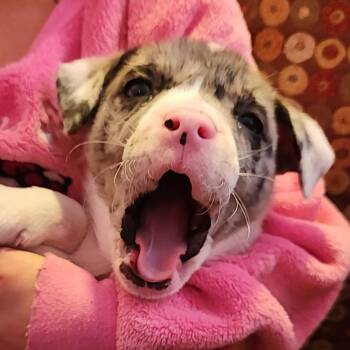 Terrier and Mixed Breed Dogs Available for Adoption - Grover | PetCurious