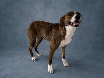 Mountain Cur Dogs Available for Adoption in Heber Springs, Arkansas - Flower | PetCurious