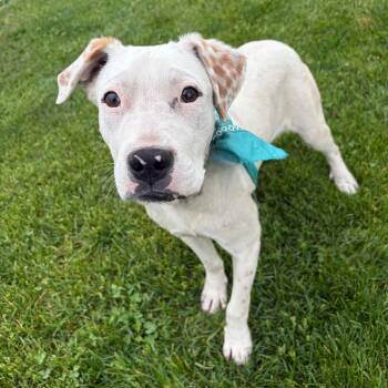 Mixed Breed Dogs Available for Adoption in Canal Winchester, Ohio - Paraplonk | PetCurious