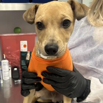 Hallo-Weenie -  Mixed Breed Dog for Adoption in Greenville, South Carolina - Hallo-Weenie | PetCurious