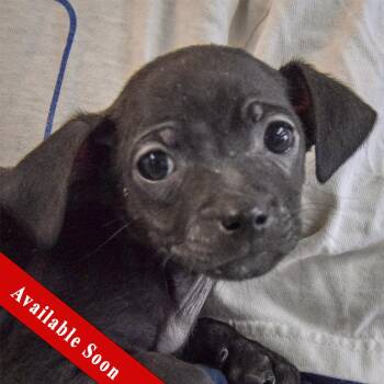 Chihuahua and Dachshund Dogs Available for Adoption - Shamrock | PetCurious