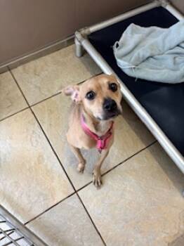 Rescue Chihuahua and Mixed Breed Dogs for Adoption in Honolulu, Hawaii - 58851242 | PetCurious