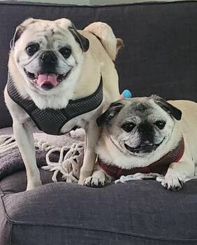 Frank -  Pug Dog for Adoption in Toronto, Ontario - Frank | PetCurious