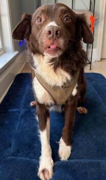 Zeus -  Border Collie and English Springer Spaniel Dog for Adoption in Warner Robins, Georgia - Zeus | PetCurious