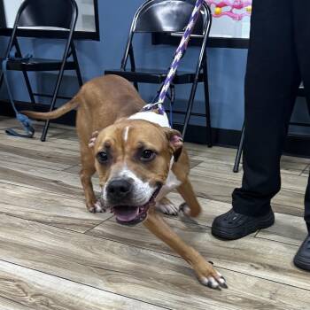 Bourbon -  Pit Bull Terrier Dog for Adoption in Newark, New Jersey - Bourbon | PetCurious