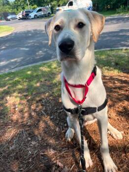 Amelia -  Labrador Retriever Dog for Adoption in Durham, North Carolina - Amelia | PetCurious