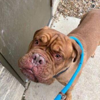 Rescue Dogue De Bordeaux Dogs for Adoption in Welch, Minnesota - Erik | PetCurious