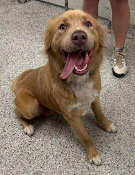 Sunny -  Mixed Breed Dog Available for Adoption in Kansas City, Missouri - Sunny | PetCurious