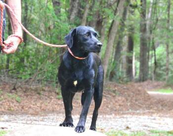 Georgia -  Labrador Retriever Dog for Adoption in Willingboro, New Jersey - Georgia | PetCurious