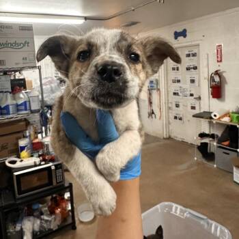 Shepherd Dogs Available for Adoption - Artic | PetCurious