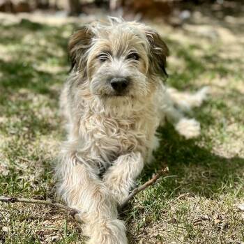 Poodle Dogs Available for Adoption in Mead, Colorado - Ryder | PetCurious
