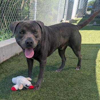 Pit Bull Terrier Dogs Available for Adoption in Galveston, Texas - Dozer | PetCurious