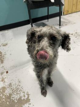 Rose -  Schnauzer and Poodle Dog for Adoption in Chattanooga, Tennessee - Rose | PetCurious