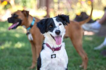 Karol -  Border Collie Dog for Adoption in Santa Rosa, California - Karol | PetCurious