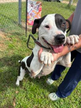 Dream -  Pit Bull Terrier and Mixed Breed Dog for Adoption in Metter, Georgia - Dream | PetCurious