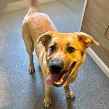Retriever and Black Mouth Cur Dogs Available for Adoption in Metamora, Michigan - Palomino | PetCurious