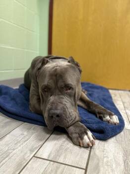 Cane Corso and Mixed Breed Dogs Available for Adoption - 90248a Brutus | PetCurious