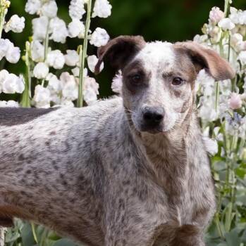 ERNIE -  Catahoula Leopard Dog Dog for Adoption in Athens, Alabama - ERNIE | PetCurious