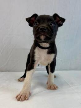 Daydream Bear -  Pit Bull Terrier and Husky Dog for Adoption in Morton Grove, Illinois - Daydream Bear | PetCurious