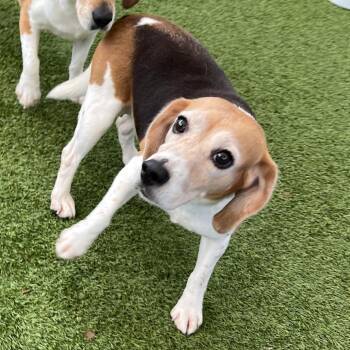 BGU6 - 7363 aka Caroline -  Beagle Dog for Adoption in Loxahatchee Groves, Florida - BGU6 - 7363 Aka Caroline | PetCurious