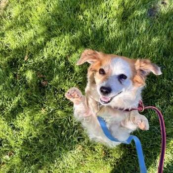 Mixed Breed Dogs Available for Adoption in Indianapolis, Indiana - Gnocchi | PetCurious