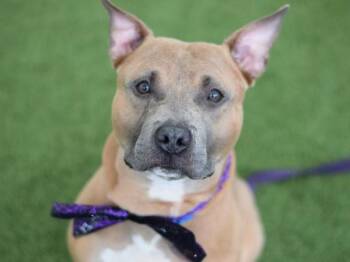 Midas -  Mixed Breed Dog for Adoption - Midas | PetCurious