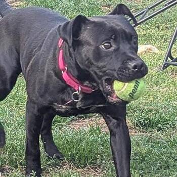 Rescue Terrier Dogs for Adoption in Lake Wylie, South Carolina - Bebe | PetCurious