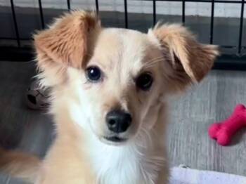 Rescue Chihuahua and Dachshund Dogs for Adoption in Thompson Falls, Montana - Kringle | PetCurious