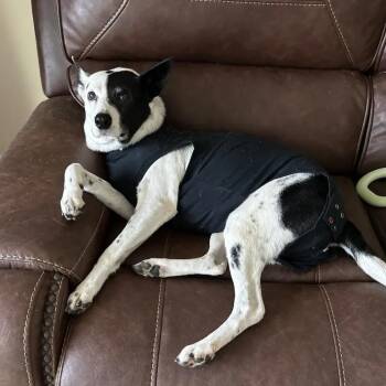 Rescue Dachshund Dogs for Adoption in PT CHARLOTTE, Florida - Lucy | PetCurious