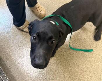 Labrador Retriever and Mixed Breed Dogs Available for Adoption in Fort Myers, Florida - ESPRESSO | PetCurious