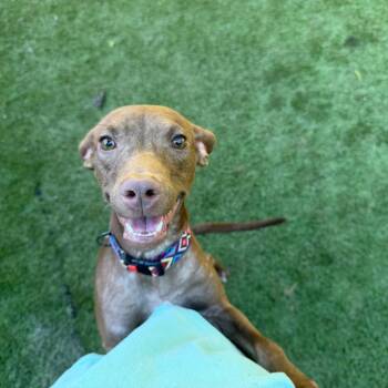 Polly 2785 -  Mixed Breed Dog for Adoption in Hamilton, Georgia - Polly 2785 | PetCurious