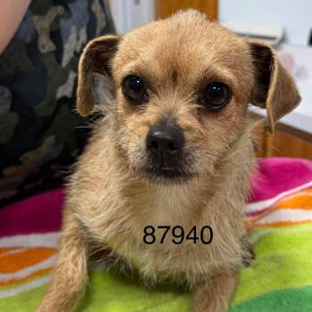 Chihuahua Dogs Available for Adoption - ZUMI | PetCurious