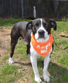 American Staffordshire Terrier and Labrador Retriever Dogs Available for Adoption in Alabaster, Alabama - Jasper  | PetCurious
