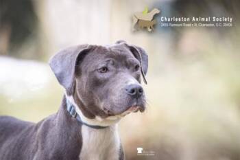 Terrier and Mixed Breed Dogs Available for Adoption - 90795A Orchid | PetCurious