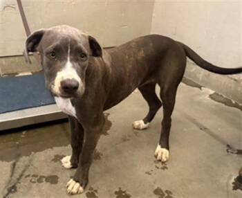 ROSEE -  Pit Bull Terrier Dog for Adoption in Camarillo, California - ROSEE | PetCurious