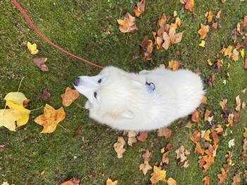 Rescue Samoyed Dogs for Adoption in Surrey, British Columbia - Ellie | PetCurious