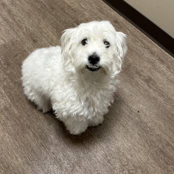 Maltese Dogs Available for Adoption in Portland, Texas - TXAC-Stray-19726 | PetCurious