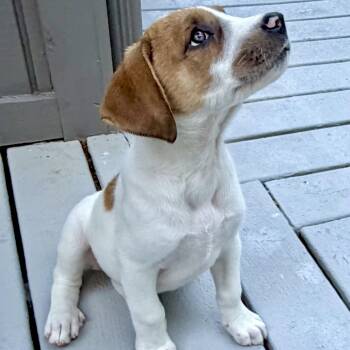 Marsha -  Labrador Retriever Dog for Adoption in Tunica, Mississippi - Marsha | PetCurious