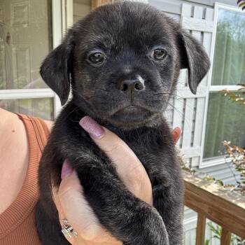 Pekingese and Chihuahua Dogs Available for Adoption in Crosby, Texas - Henley | PetCurious
