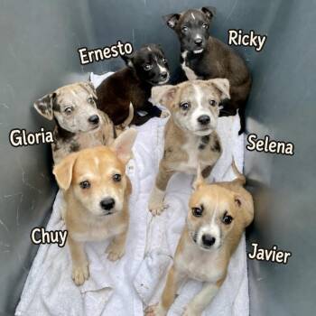 Selena -  Catahoula Leopard Dog and Mixed Breed Dog for Adoption in Wimberley, Texas - Selena | PetCurious