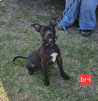 Terrier Dogs Available for Adoption - Bri | PetCurious