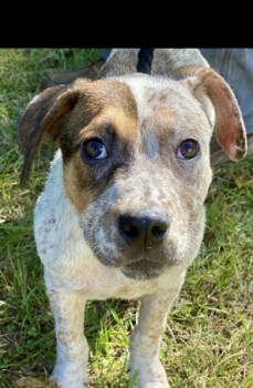 Rescue Coonhound and Cattle Dog Dogs for Adoption in Washington, District Of Columbia - Pup Frillie | PetCurious