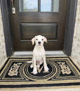 Rescue Terrier Dogs for Adoption in Rosenberg, Texas - Rooster | PetCurious