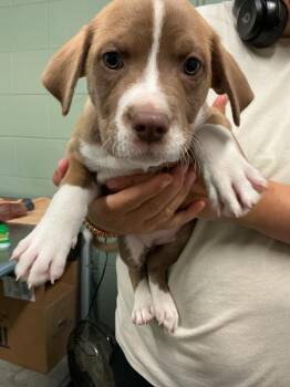 Lucy -  Mixed Breed Dog for Adoption in Dyersburg, Tennessee - Lucy | PetCurious