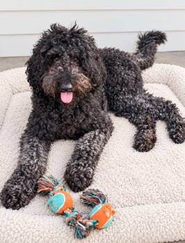 Nelly -  Standard Poodle and Golden Retriever Dog for Adoption in Merrillville, Indiana - Nelly | PetCurious