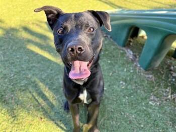 Rescue Labrador Retriever Dogs for Adoption in Brentwood, Missouri - PARROT | PetCurious